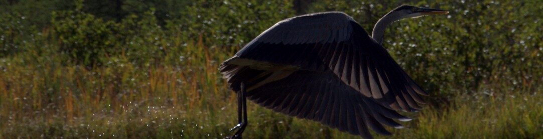Harkness Laboratory of Fisheries Research