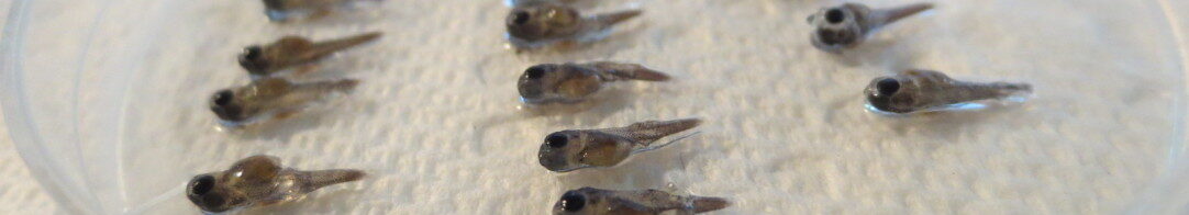 Harkness Laboratory of Fisheries Research