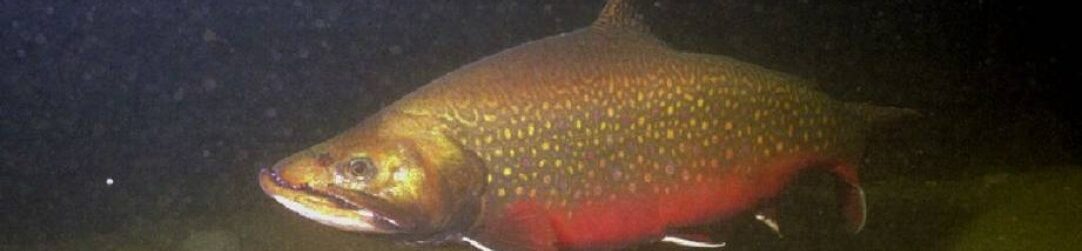 Harkness Laboratory of Fisheries Research