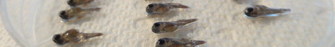 Harkness Laboratory of Fisheries Research