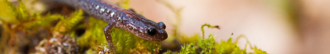 Harkness Laboratory of Fisheries Research