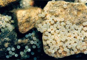Smallmouth bass eggs on a clean rocky substrate
