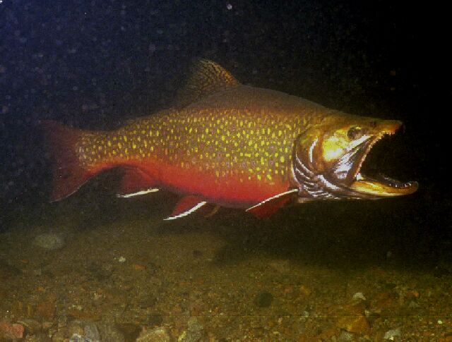 Spawning male brook trout