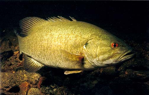 Underwater photo of a male smallmouth bass - the red eye is evident