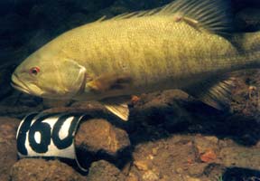Male smallmouth bass underwater swimming past a nest marker